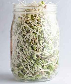 Sprouts in Jar